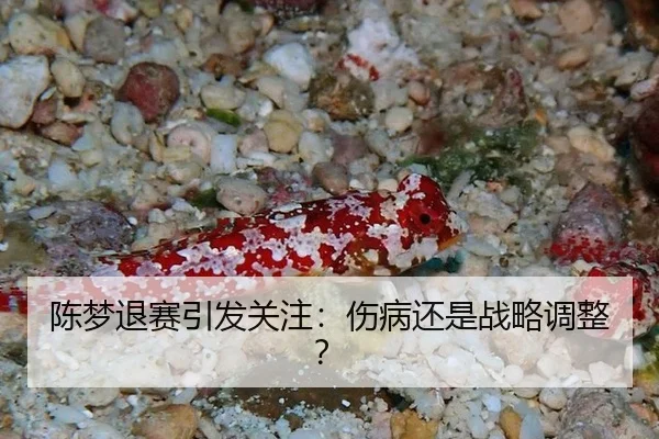 陈梦退赛引发关注：伤病还是战略调整？